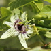 Woodland Passionflower - Photo (c) Me. Soledad Piacenza, all rights reserved, uploaded by Me. Soledad Piacenza