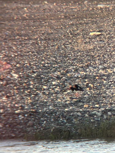 Eurasian Oystercatcher