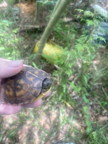 Eastern Box Turtle