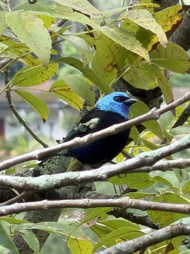 Blue-necked Tanager