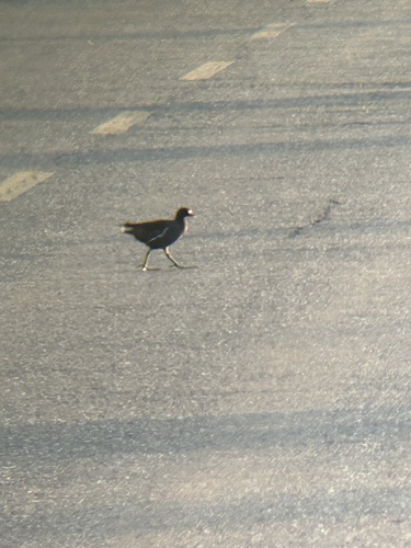 Eurasian Moorhen