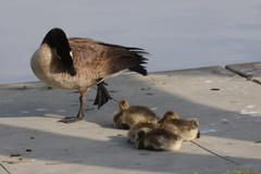 Canada Goose