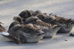Canada Goose