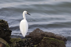 Snowy Egret