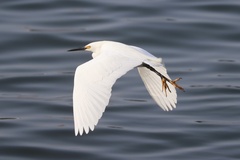 Snowy Egret