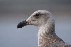 Glaucous-winged Gull
