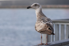 Glaucous-winged Gull