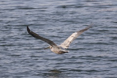 Brown Pelican