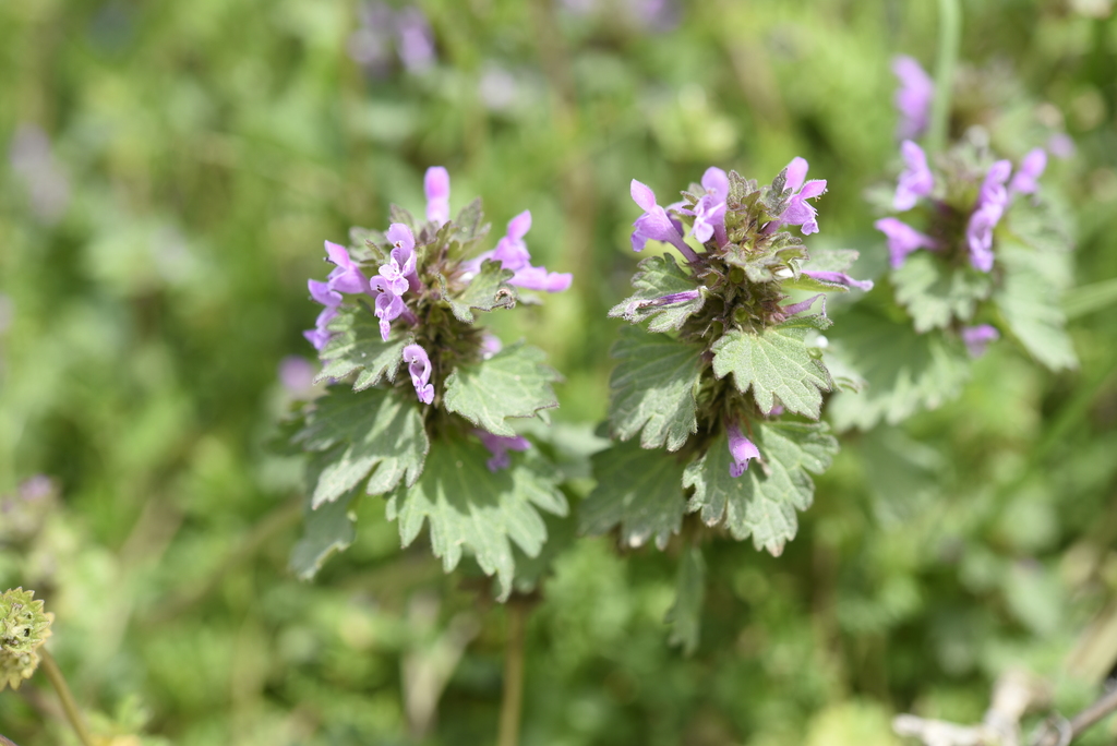 Lamium hybridum — a medium houseplant, prefers full sun light