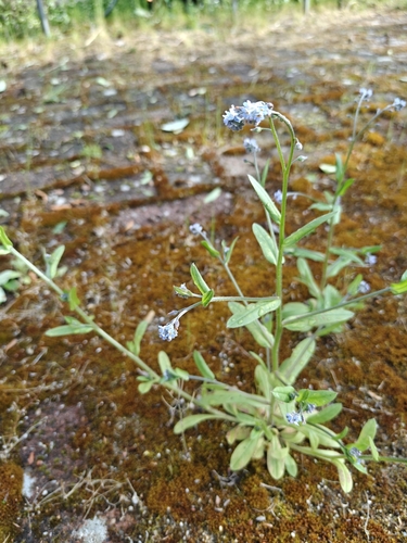 field forget-me-not