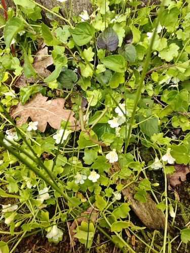 Ivy-leaved toadflax