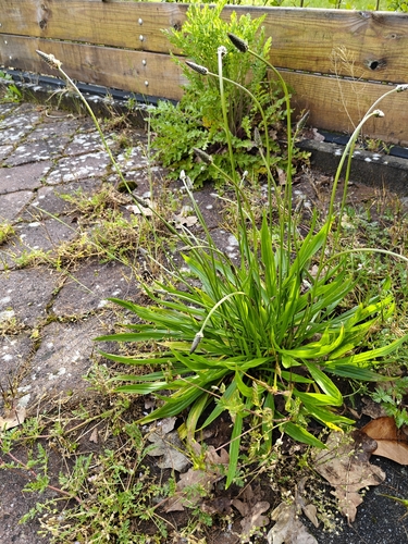 ribwort plantain