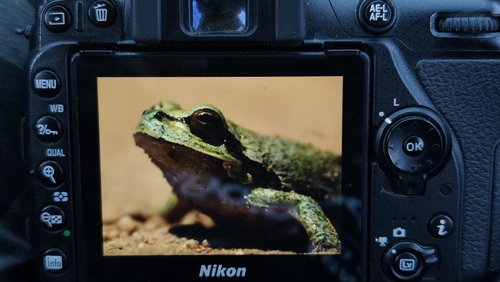 European Tree Frog
