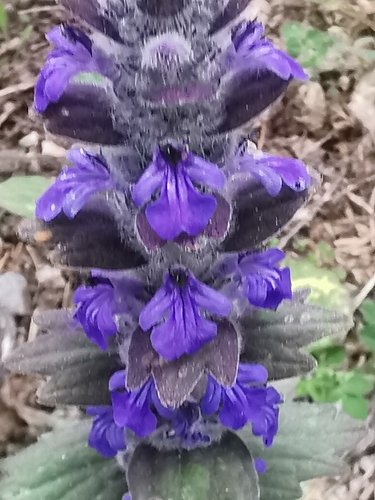 Blue Bugle