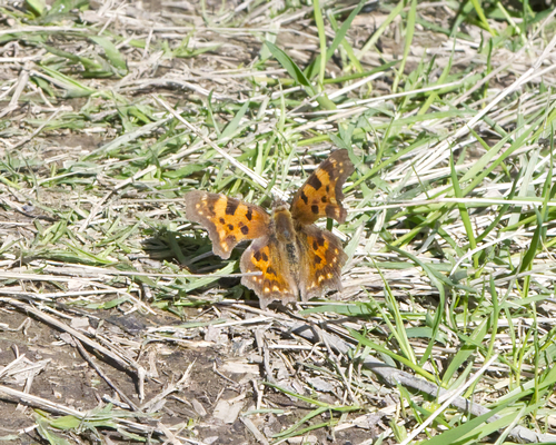 European Comma