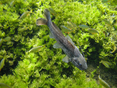 Pale Catfish