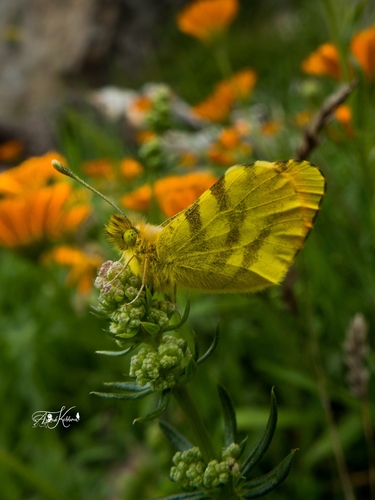 Moroccan Orange Tip
