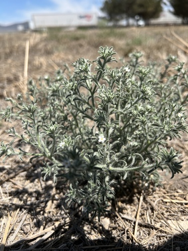 Mexican cryptantha