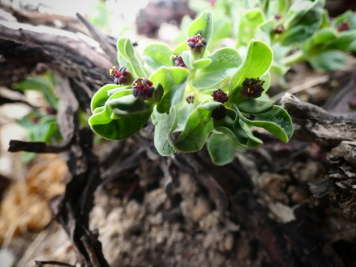 Euphorbia huanchahana