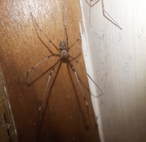 Giant Cellar Spider