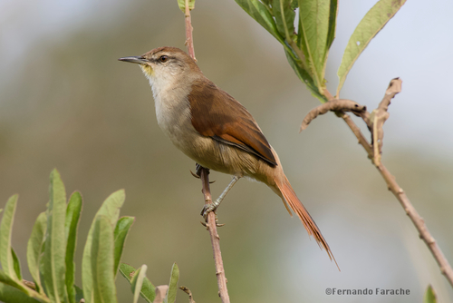 Yellow-chinned Spinetail