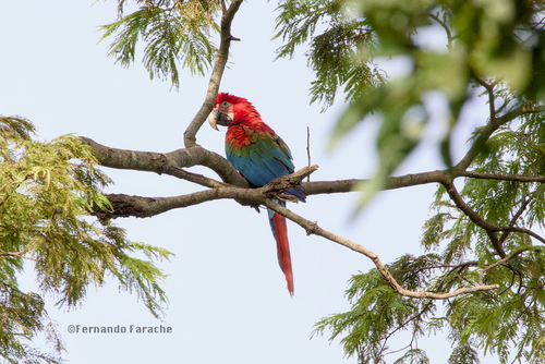 Red-and-green Macaw