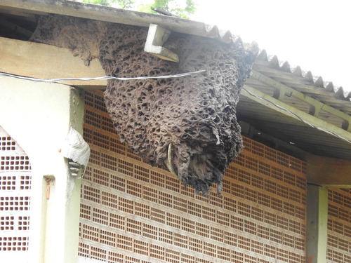 Hyaline-winged Stingless Bee
