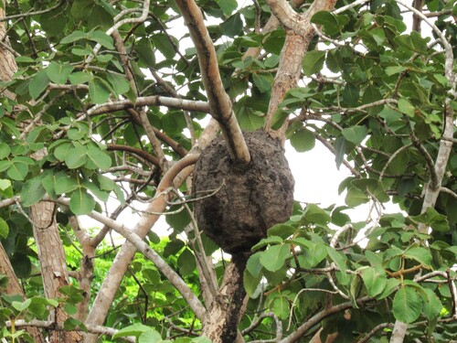 Spiny-legged Stingless bee