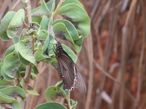 Polydamas Swallowtail