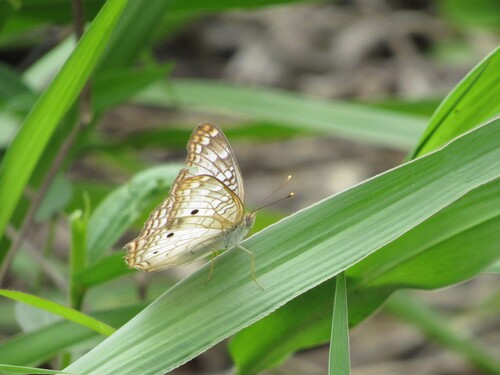 White Peacock