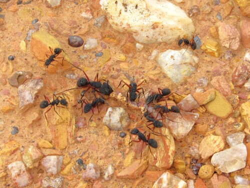 Camponotus rufipes