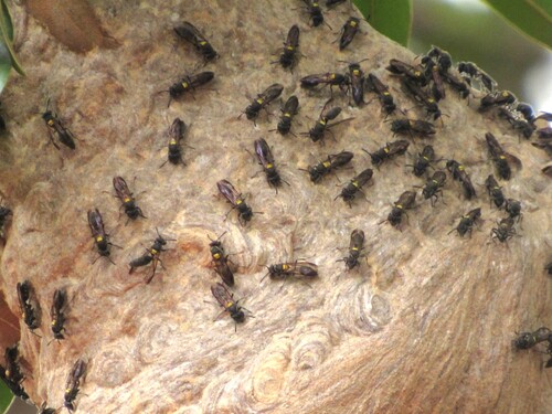 Polybia paulista