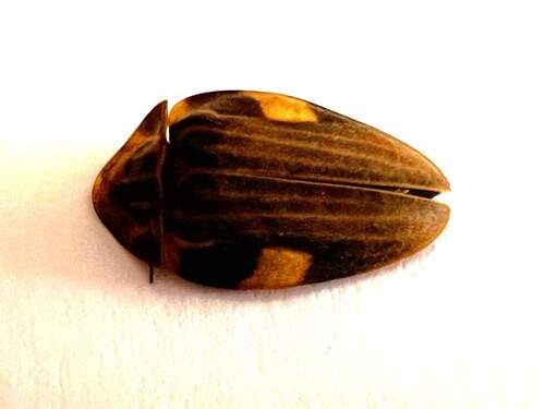 Aspisoma lineatum