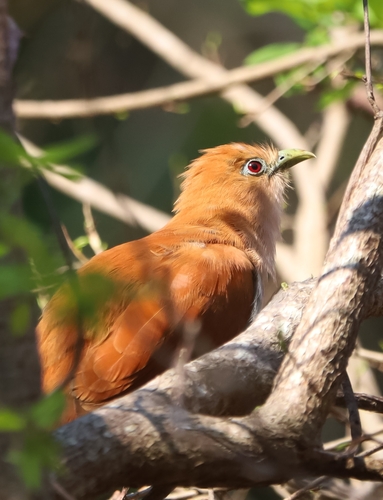 Mexican Squirrel-Cuckoo (Piaya mexicana)