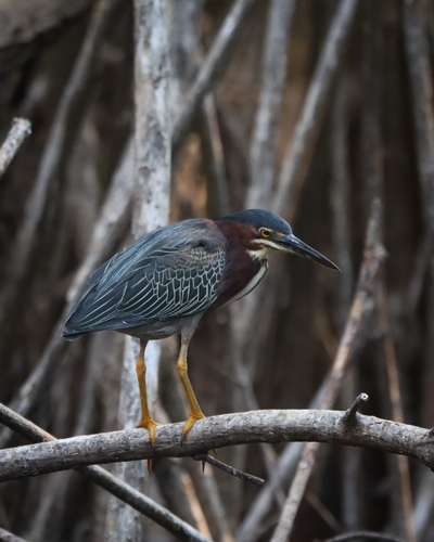 Green Heron (Butorides virescens)