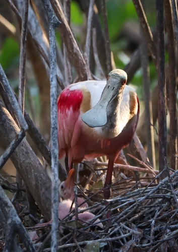 Roseate Spoonbill (Platalea ajaja)
