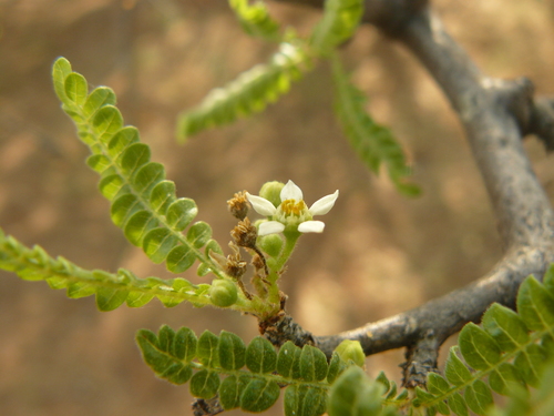 Boswellia neglecta