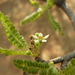 Boswellia neglecta - Photo (c) Tammo Reichgelt, all rights reserved