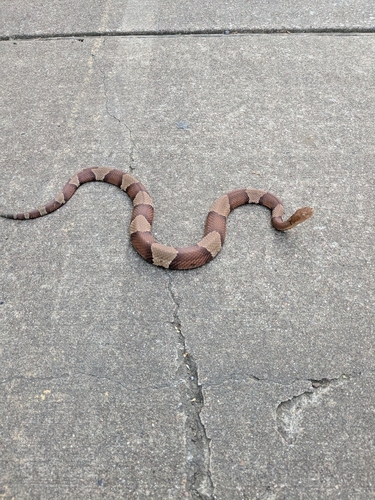 Featured image for “Broad-banded Copperhead”