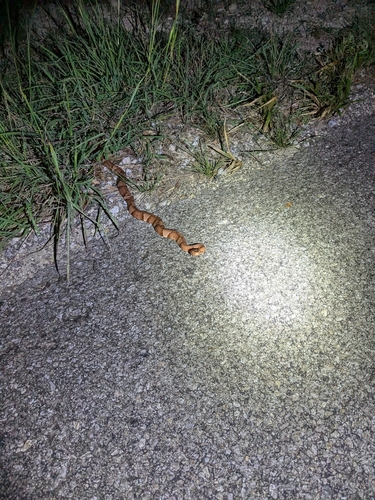 Featured image for “Broad-banded Copperhead”
