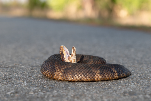 Florida Cottonmouth