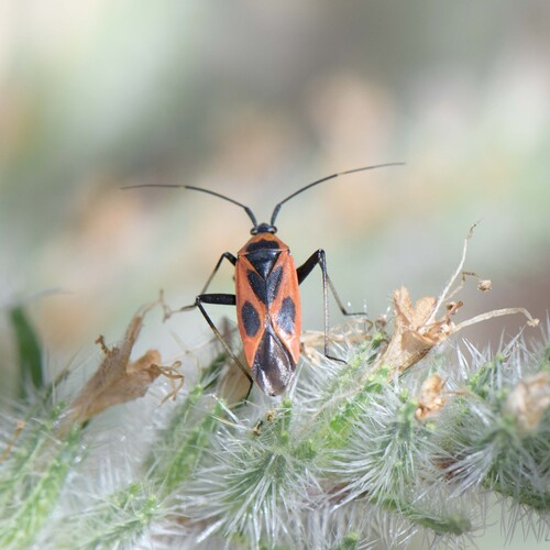 Calocoris nemoralis
