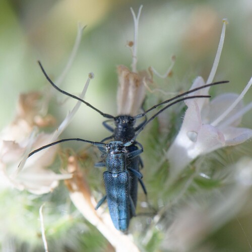 Phytoecia caerulescens