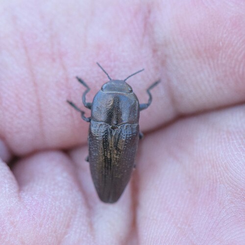 Sphenoptera coracina
