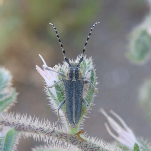 Oxylia duponchelii