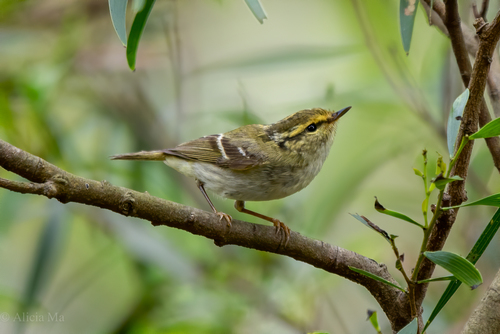 Pallas's Leaf Warbler