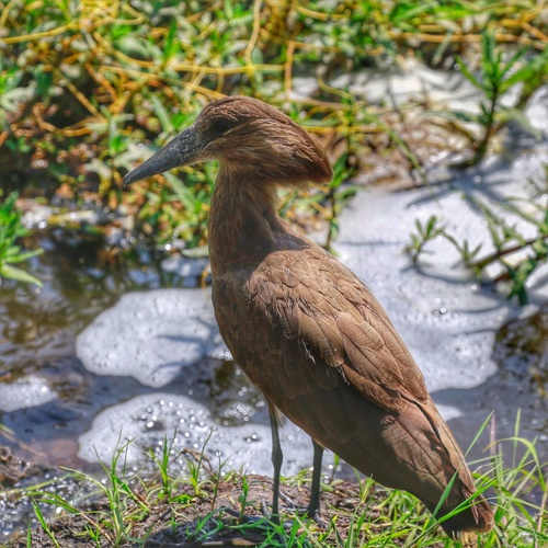 Hamerkop