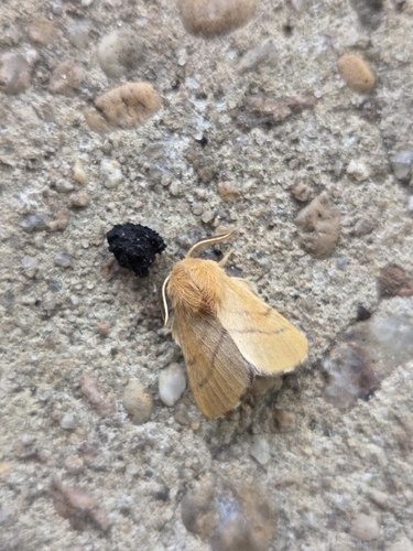 Forest Tent Caterpillar Moth