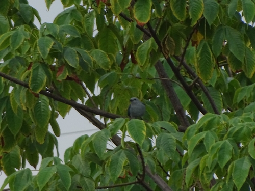 Blue-gray Tanager