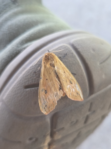 Isabella Tiger Moth
